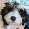 robbieboo